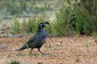 California Quail 2